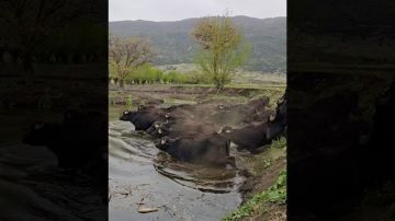 وسط ضجة تصريحاته.. مبعوث ترامب يلغي زيارته إلى الخيام وصور جنوب لبنان وسط ضجة تصريحاته.. مبعوث ترامب يلغي زيارته إلى الخيام وصور جنوب لبنان