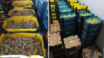 الزراعة والجمارك تضبطان كمية من الفاكهة المهربة في طرابلس وبيروت الزراعة والجمارك تضبطان كمية من الفاكهة المهربة في طرابلس وبيروت