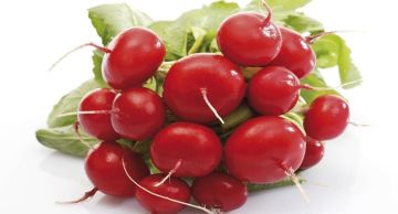 فوائد مذهلة للفجل من دعم الكبد إلى خفض ضغط الدم