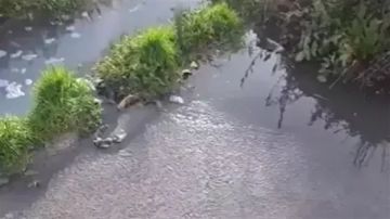 تدفق مياه مبتذلة إلى نهر الليطاني ومساءلة البلديات المعنية