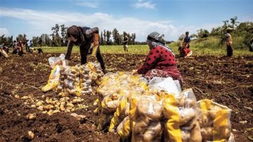 تكدس آلاف الأطنان من البطاطا والمزارعون يحذرون من كارثة تكدس آلاف الأطنان من البطاطا والمزارعون يحذرون من كارثة