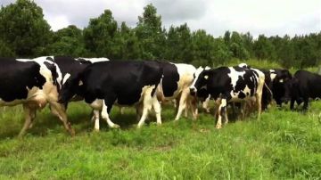 وزارة الزراعة تضبط 74 رأسا من الأبقار المهربة عبر الحدود السورية