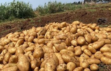 وزير الزراعة اتفق مع نقابات تجار البطاطا على تفاهمات لحماية الإنتاج المحلي وتنظيم الاستيراد وزير الزراعة اتفق مع نقابات تجار البطاطا على تفاهمات لحماية الإنتاج المحلي وتنظيم الاستيراد