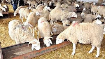 لقاء طارئ لمربي المواشي... وتحذير من كارثة!