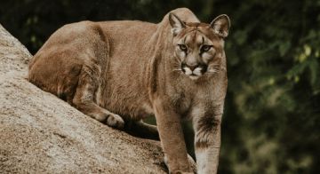 للمرة الأولى منذ 1999.. أسد جبلي يقضي على سائحة في أميركا