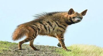 في لبنان: حيوان مهدد بالإنقراض لا تتعرضوا له