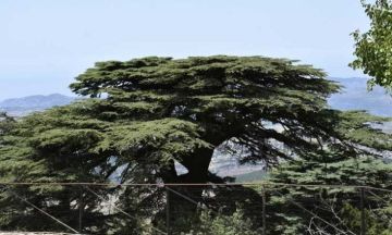 حديقة لأرز لبنان في تولوز...