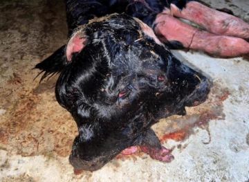 عكار تشهد ولادة نادرة عجلة برأسين تدهش الأهالي! عكار تشهد ولادة نادرة عجلة برأسين تدهش الأهالي!