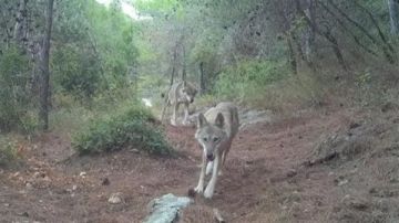 بالفيديو: مشهد نادر رصد الذئب الرمادي لأول مرة منذ سنين في لبنان!