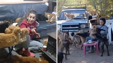 حكاية سارة التي تقيم مع مجموعة كبيرة من الكلاب والقطط حكاية سارة التي تقيم مع مجموعة كبيرة من الكلاب والقطط