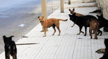 كلاب شاردة تهاجم مخيما للنازحين في بعلبك وتصيب أربعة أشخاص كلاب شاردة تهاجم مخيما للنازحين في بعلبك وتصيب أربعة أشخاص