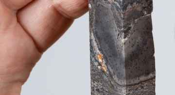 اكتشاف كائن غامض يحير العلماء ويعيد رسم تاريخ الحياة اكتشاف كائن غامض يحير العلماء ويعيد رسم تاريخ الحياة