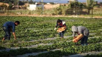 بعد سنوات الشح الزراعة اللبنانية تلتقط أنفاسها ببركة الامطار!