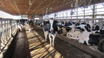 بالأرقام: نتائج التقرير الأسبوعي للحملة الوطنية لتحصين المزارع ضد الحمى القلاعية بالأرقام: نتائج التقرير الأسبوعي للحملة الوطنية لتحصين المزارع ضد الحمى القلاعية