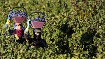 بعد سنوات الشح الزراعة اللبنانية تلتقط أنفاسها ببركة الامطار!