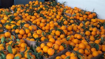 هبة الى صيادي الاسماك في مدينة صور