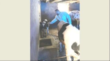 وزارة الزراعة: استمرار حملة التحصين ضد الحمى القلاعية واستكمال الجرعة الأولى للأبقار وبدء الثانية