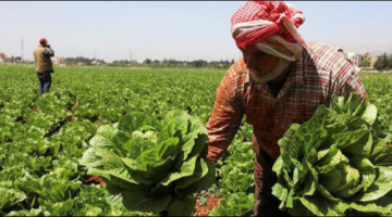 وزارة الزراعة تبدأ التحضيرات لعقد المؤتمر الأول للاستثمار الزراعي في لبنان