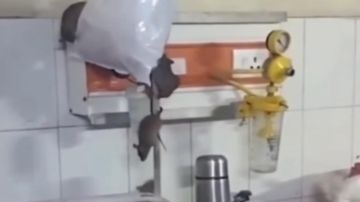 بالفيديو: مستشفى يعج بالجرذان!