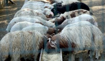 لقاء نقابي عرض الإجراءات المتخذة لتحصين الماشية من الحمى القلاعية