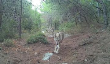 للمرة الأولى منذ عشرات السنين... بالصورة: ذئبان رماديان في لبنان! للمرة الأولى منذ عشرات السنين... بالصورة: ذئبان رماديان في لبنان!