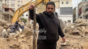 أفاعي مألفة في زاروب عتيق في مدينة صور تثير قلق الاهالي