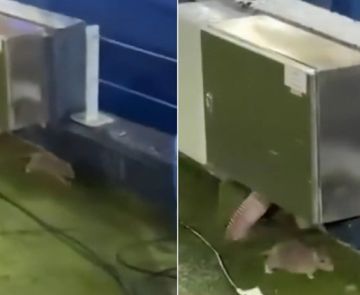 فأر داخل الكامب نو يضع برشلونة في مرمى السخرية