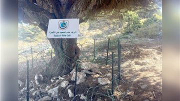 تسلق شجرة الأرز... معتد وقع على تعهد خطي!