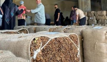  الريجي : تسلم محاصيل التبغ في البقاع بدءا من 21 الجاري