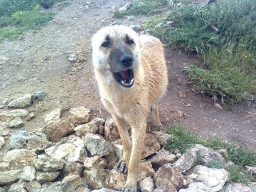 كلب يمزق فروة رأس طفل (صورة)