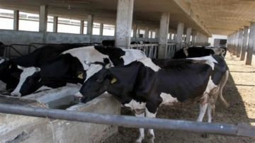 لجنة الثروة الحيوانية تؤكد على تطبيق قانون سلامة الغذاء ومكافحة الغش في الألبان والأجبان لجنة الثروة الحيوانية تؤكد على تطبيق قانون سلامة الغذاء ومكافحة الغش في الألبان والأجبان