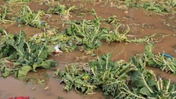 خسائر بمئات آلاف الدولارات... وهذا ما يطالب به المزارعون