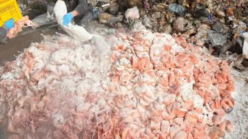 بالفيديو: ضبط كمية هائلة من الدجاج الفاسد!