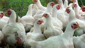 تحذير من أعلاف ملوثة تهدد قطاع الدواجن في لبنان