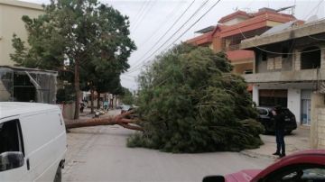 جنوبا: شجرة صنوبر تسقط وتقطع الطريق والعناية الغلهية تتدخل