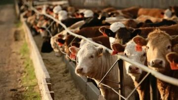 بالأرقام: استمرار حملة تحصين الأبقار ضد الحمى القلاعية!