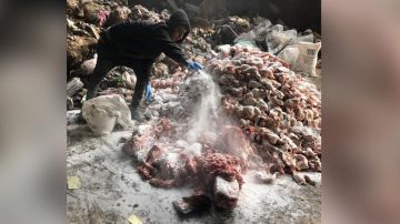 فيديو آخر للدجاج الفاسد... وهذه المخالفات التي ضبطت