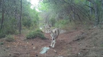 للمرة الأولى منذ عشرات السنين... بالصورة: ذئبان رماديان في لبنان!