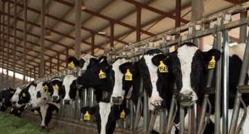 قوى الأمن تضبط عشرات الأبقار والعجول المهربة من سوريا في لبنان