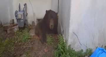 إجلاء دب ضخم استوطن أسفل منزل في لوس أنجليس