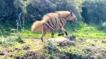 في لبنان: حيوان مهدد بالإنقراض... لا تتعرضوا له