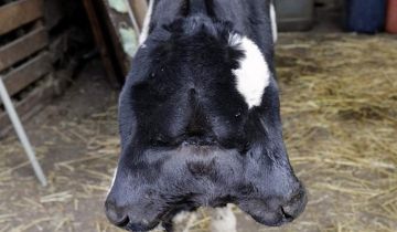 عكار تشهد ولادة نادرة.. عجلة برأسين تدهش الأهالي