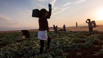 الأمن الغذائي في لبنان... بالأرقام!