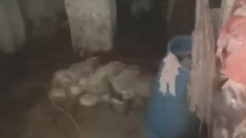 بالفيديو: مشاهد صادمة من داخل مسالخ لحوم بالفيديو: مشاهد صادمة من داخل مسالخ لحوم