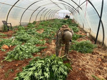 بالصورة: الجيش يتلف 14 خيمة مزروعة بالماريجوانا بالصورة: الجيش يتلف 14 خيمة مزروعة بالماريجوانا