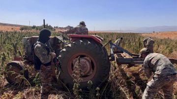 بالصور: تلف حشيشة... وتوقيف 17 شخصا! بالصور: تلف حشيشة... وتوقيف 17 شخصا!