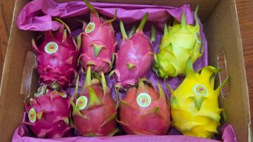 لجنة لتنمية قطاع الـ Dragon Fruit لجنة لتنمية قطاع الـ Dragon Fruit