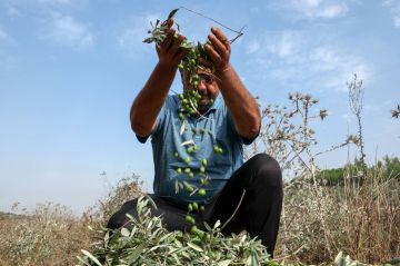 زيتون الجنوب في مرمى النيران الإسرائيلية