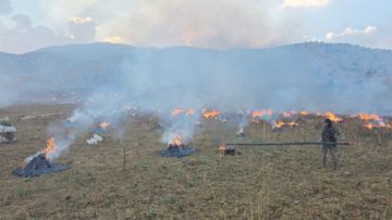 الجيش تلف حوالي ١٨٠ دنما من حشيشة الكيف في منطقة جباب الحمر الهرمل ونفذ عمليات دهم في بعلبك وعكار الجيش تلف حوالي ١٨٠ دنما من حشيشة الكيف في منطقة جباب الحمر الهرمل ونفذ عمليات دهم في بعلبك وعكار