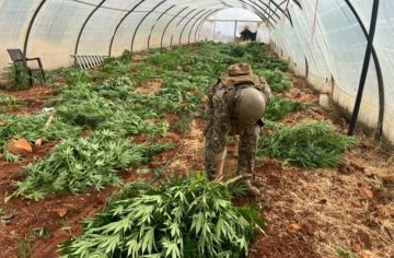 الجيش: ضبط كمية من المخدرات وتلف 14 خيمة مزروعة بالماريجوانا وتوقيف 136 سوريا الجيش: ضبط كمية من المخدرات وتلف 14 خيمة مزروعة بالماريجوانا وتوقيف 136 سوريا